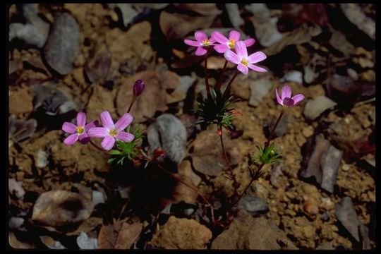 Image of Coast Range linanthus