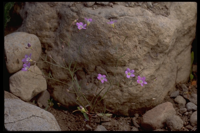 Image of Bridges' pincushionplant