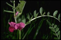 Image of Common Vetch