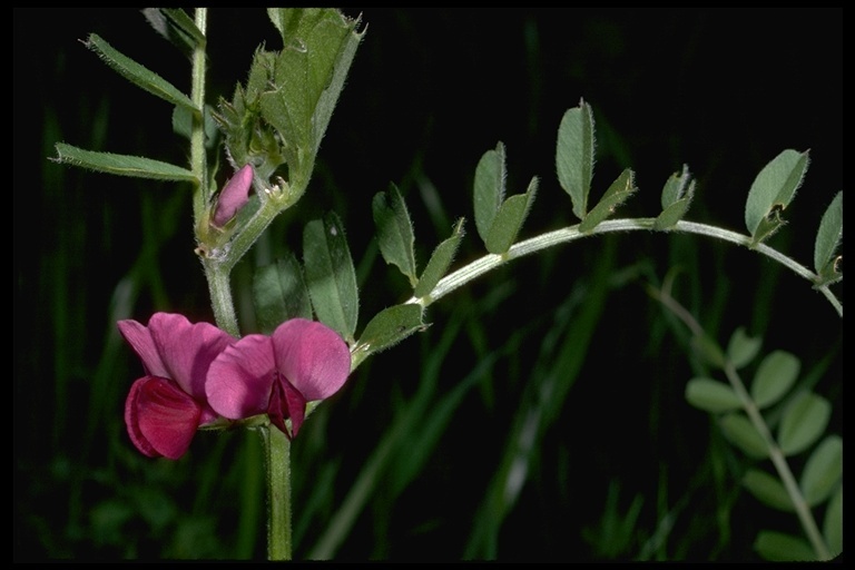 Image of Common Vetch