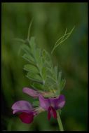 Image of Common Vetch