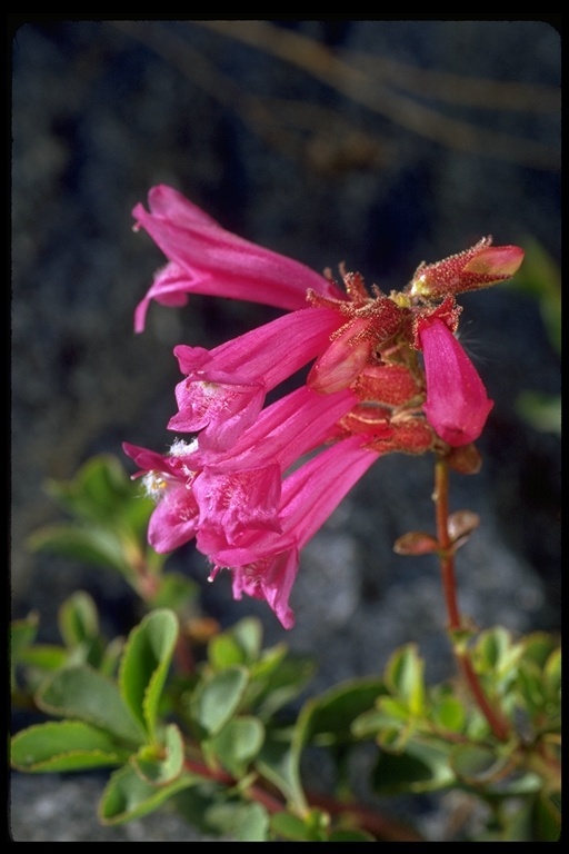 Слика од Penstemon newberryi Gray