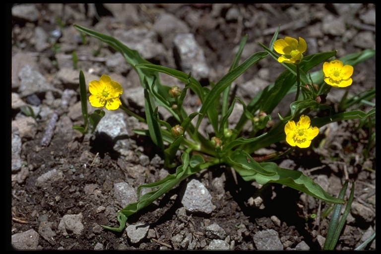 Image of plantainleaf buttercup