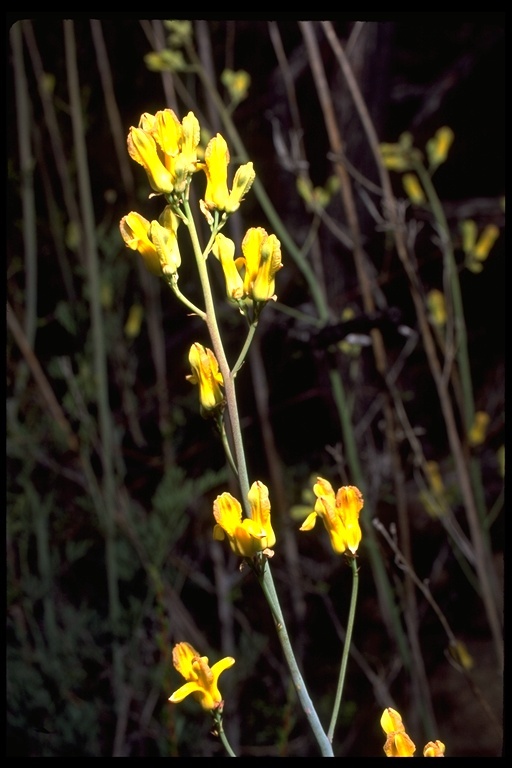 Imagem de Ehrendorferia chrysantha (Hook. & Arn.) J. Rylander