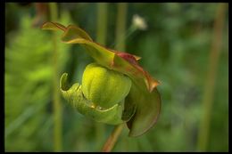 Image of purple pitcherplant