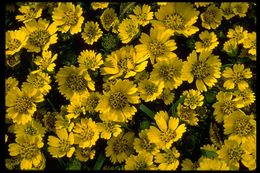 صورة Layia chrysanthemoides (DC.) A. Gray