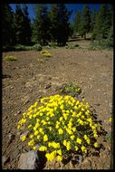 Image of sulphur-flower buckwheat