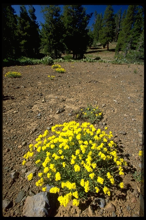 Image of sulphur-flower buckwheat