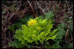 Image of Bear's-foot Sanicle