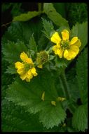 Imagem de Geum macrophyllum Willd.