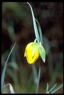 Calochortus raichei Farwig & V. Girard resmi