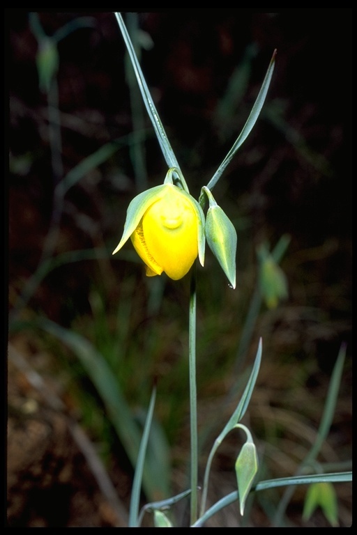 Calochortus raichei Farwig & V. Girard resmi