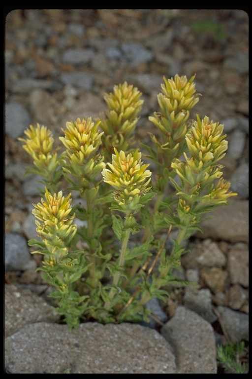 Image of wavyleaf Indian paintbrush