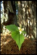 Image of Pacific trillium