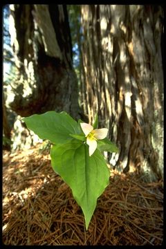 Imagem de Trillium ovatum Pursh