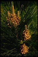 Image of Cedros Island Pine