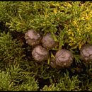 Image of Monterey cypress