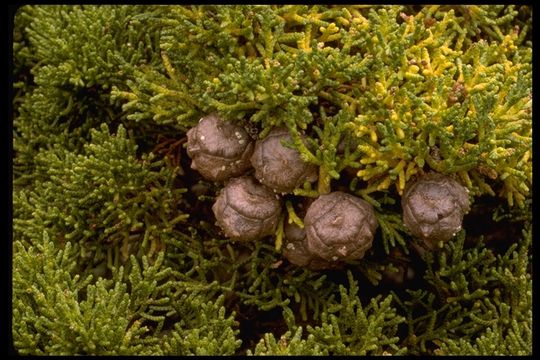 Image of Monterey cypress