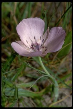 Image of Monterey mariposa lily