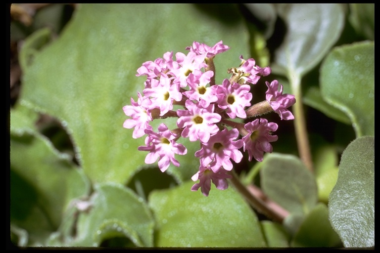 Image of pink sand verbena