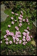 Image of moss campion