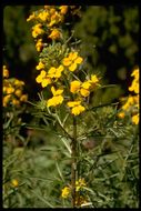 Image of sanddune wallflower