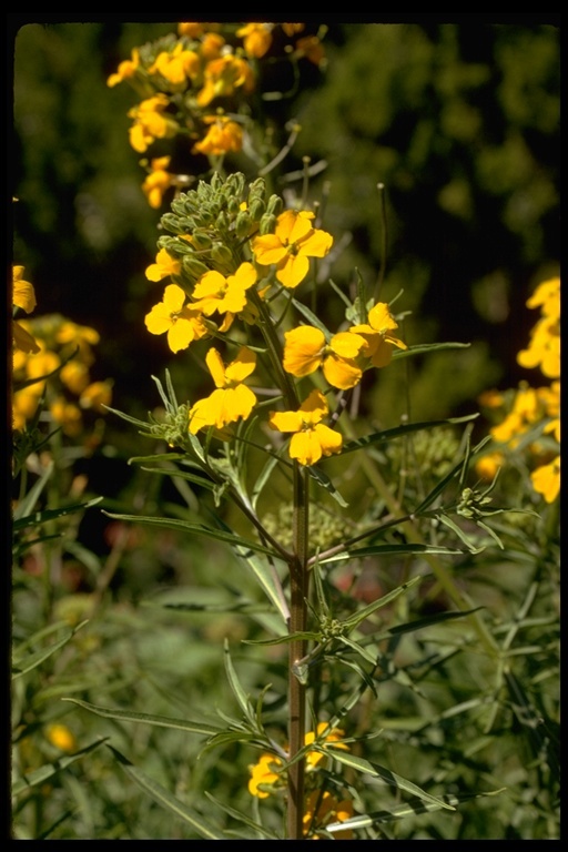 Image of sanddune wallflower