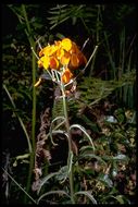 Image of sanddune wallflower