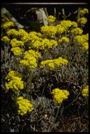 Image of sulphur-flower buckwheat