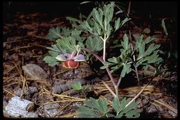 Sivun Paeonia brownii Dougl. kuva