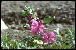 Image de Epilobium latifolium L.