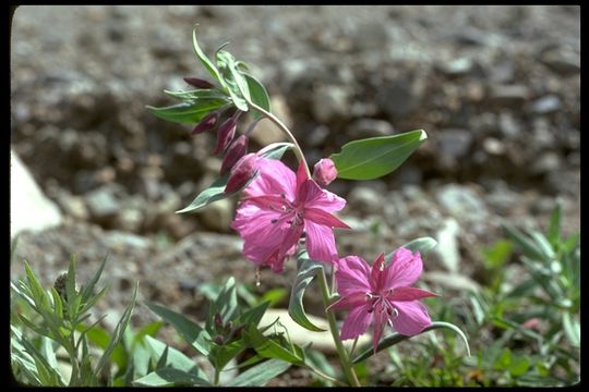 Imagem de Epilobium latifolium L.