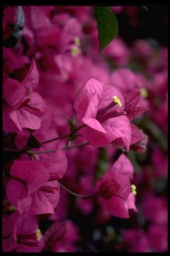 Слика од Bougainvillea