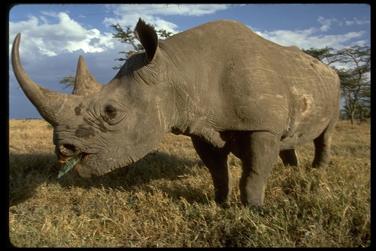 Image of Black Rhinoceros