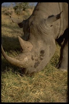 Image of Black Rhinoceros