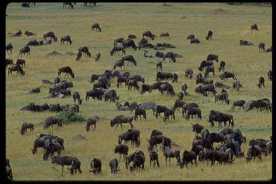 Image of Western white-bearded Wildebeest