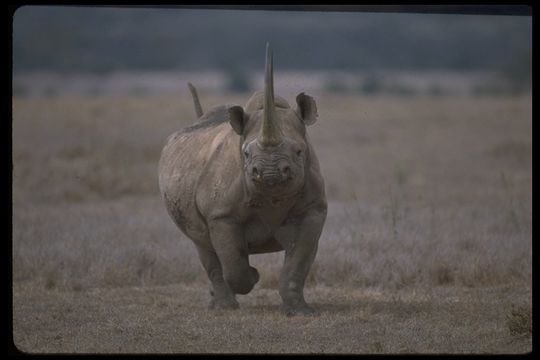 Image of Black Rhinoceros