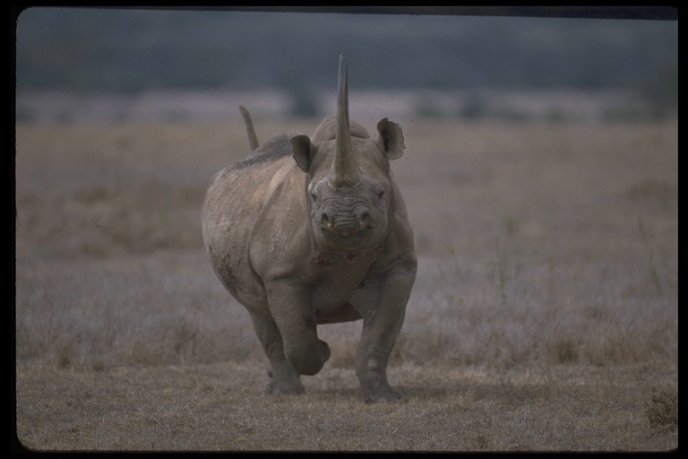 Image of Black Rhinoceros