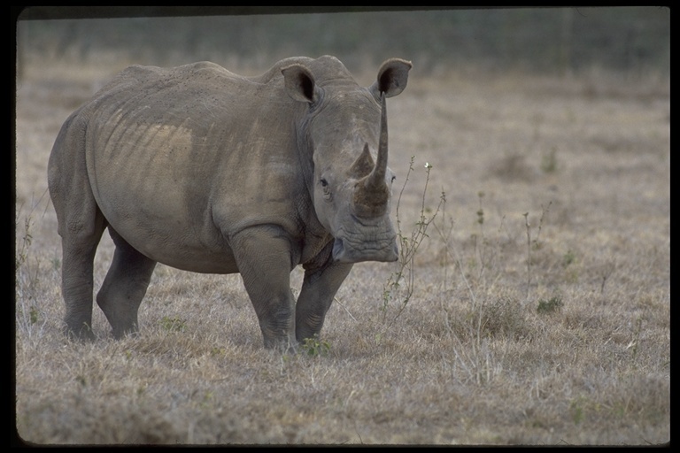 Image of Grass Rhinoceros