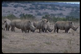 Image of Grass Rhinoceros