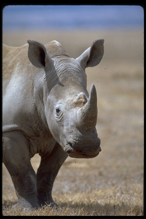 Image of Grass Rhinoceros