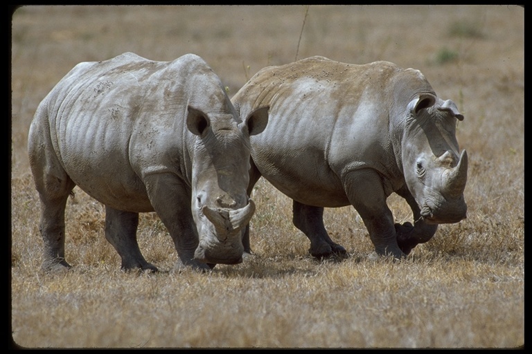 Image of Grass Rhinoceros