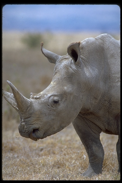 Image of Grass Rhinoceros