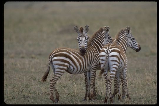 Image of Grant's zebra