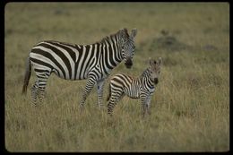Image of Grant's zebra
