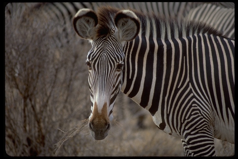 Image of Grevy's Zebra