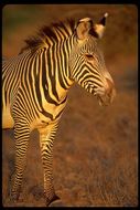 Image of Grevy's Zebra