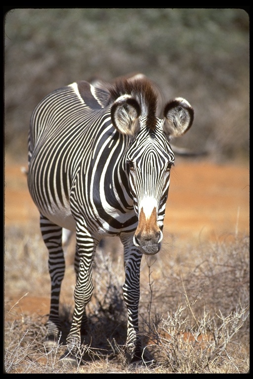 Image of Grevy's Zebra