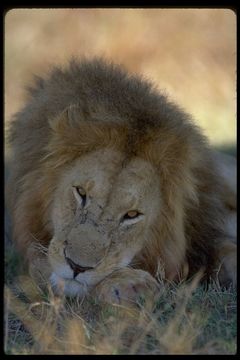 Image of African Lion