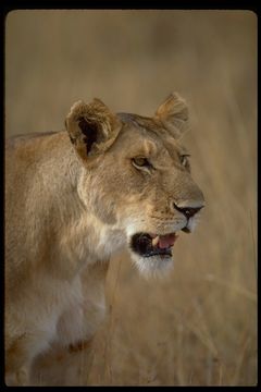 Image of African Lion